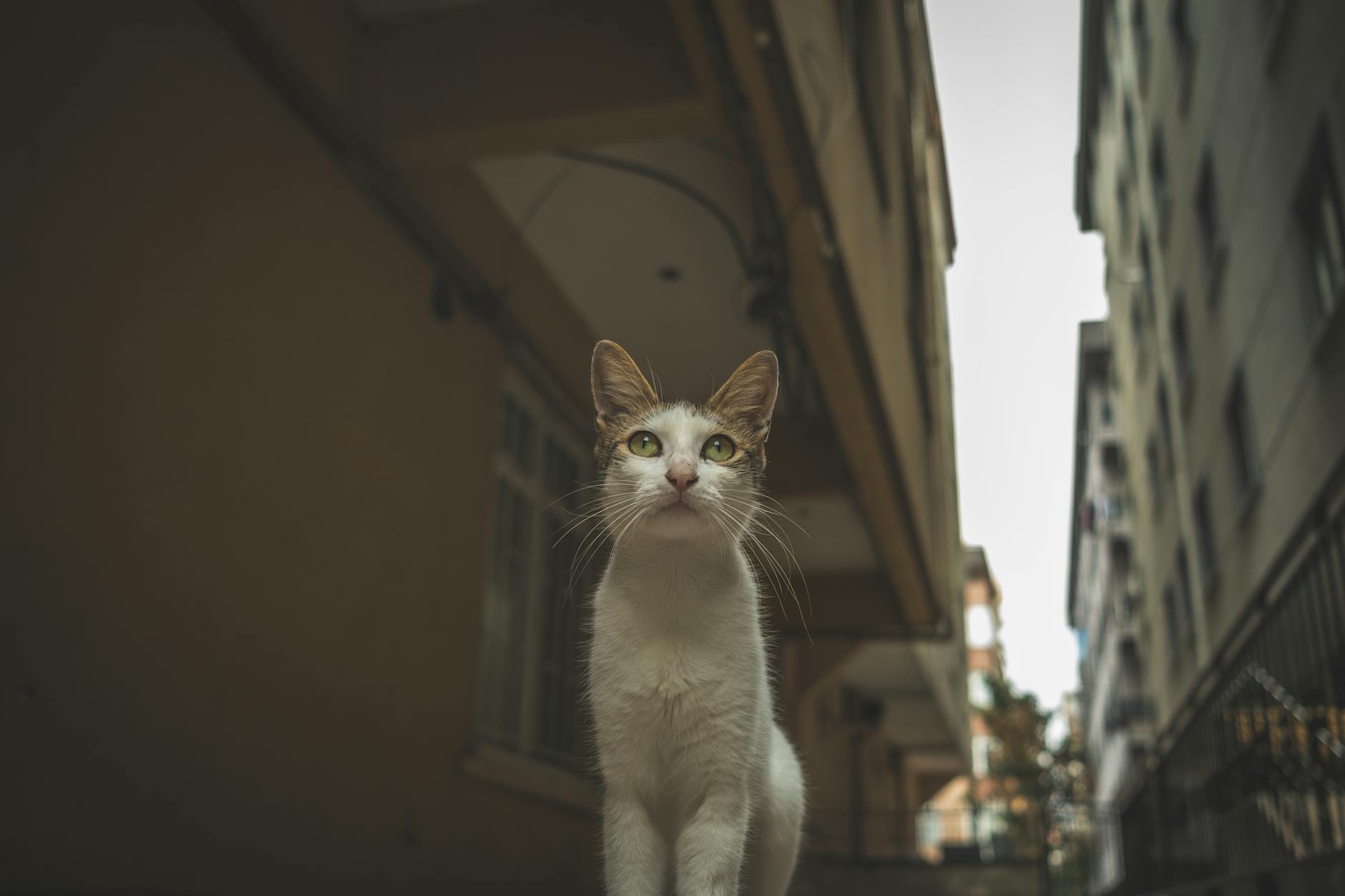 Pexels photo 18034814