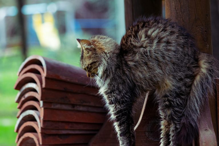 Pexels photo 10722690