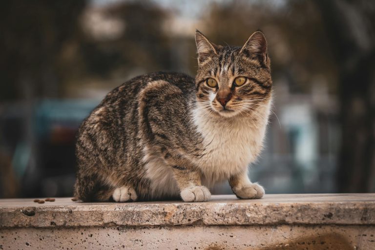 Pexels photo 19119157