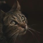 Pexels photo 19763930