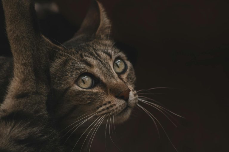 Pexels photo 19763930