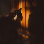 Pexels photo 9145862