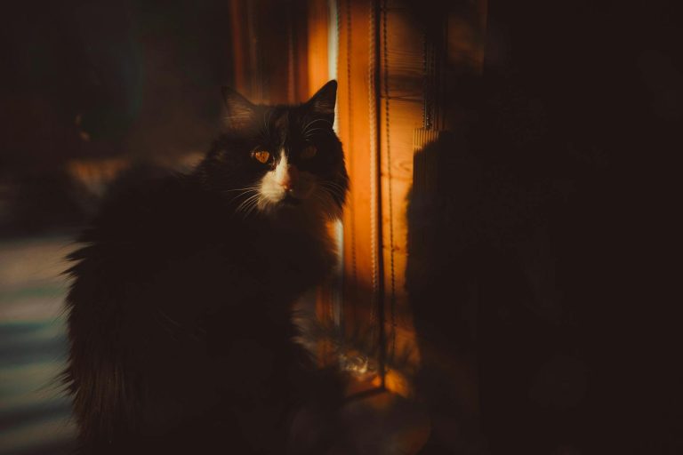 Pexels photo 9145862